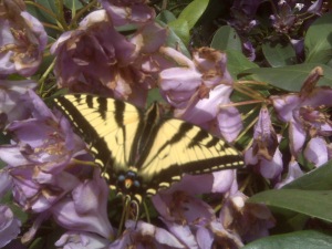 Butterfly on Rhododendron