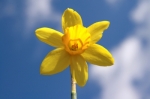 Cheery Daffodil